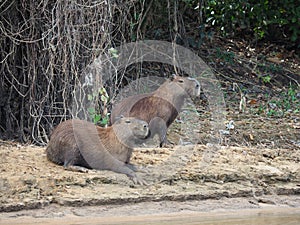 Beautiful view of the adorable capybaras surrounded by greenery