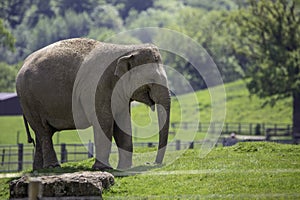 Beautiful view of an adult elephant walking in ZSL Whipsnade Zoo, United Kingdo