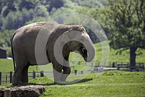 Beautiful view of an adult elephant walking in ZSL Whipsnade Zoo, United Kingdom photo