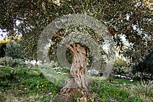 A beautiful view of an aged olive tree in Peloponnese, Greece