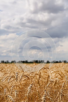 Beautiful view of agricultural field with ripe wheat spikes