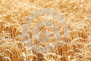 Beautiful view of agricultural field with ripe wheat spikes