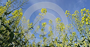 Beautiful view of agriculture fields with beautiful rapeseed plants with blue sky.