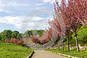 Beautiful view of the alley of cherry blossoms of sakura tree, background. Floral spring background. Cherry tree sakura in bloom