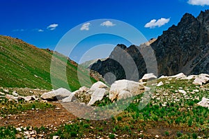 Beautiful view of alpine meadows