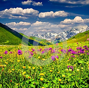 Beautiful view of alpine meadows in mountains.