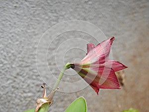 Beautiful view of amaryllis red flower with plant in a Indian garden