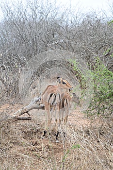 Beautiful view and animals in Kruger Southafrica