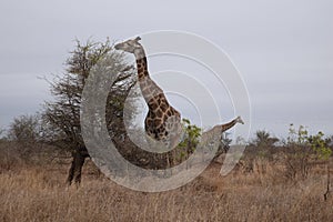 Beautiful view and animals in Kruger Southafrica