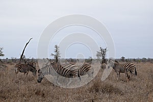 Beautiful view and animals in Kruger Southafrica