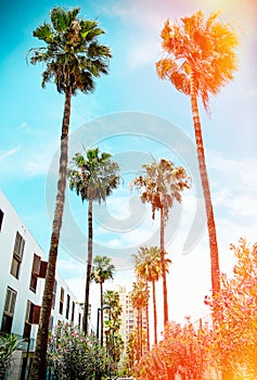 Beautiful view of architecture and palm trees photo