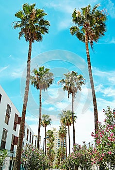 Beautiful view of architecture and palm trees photo