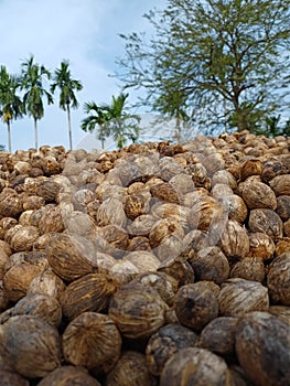 Beautiful view of areca nut Whait colour