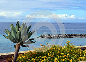 Beautiful view on Athlantic Ocean water and clouds with tropical plants in the foreground near El Duque beach in Tenerife, Canary