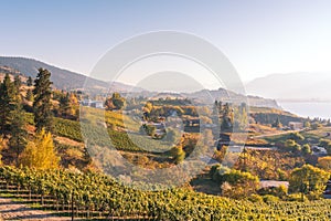 Panoramic sunset view of vineyards and wineries in October photo