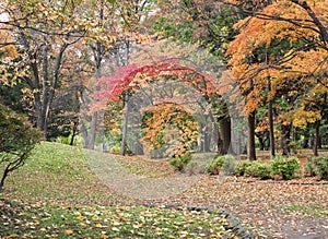 Beautiful view of the autumn leaves in the park.