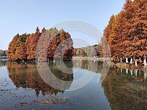 Beautiful view of Bacheng Ecological Wetland Park during autumn session