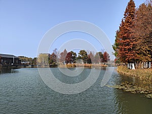 Beautiful view of Bacheng Ecological Wetland Park during autumn session