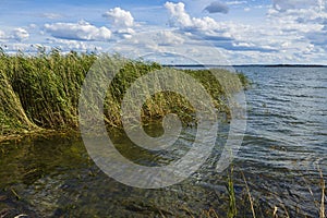 Beautiful view on Baltic sea  on summer day. Dark blue sea water surface, green tall grass and blue sky with snow white clouds.