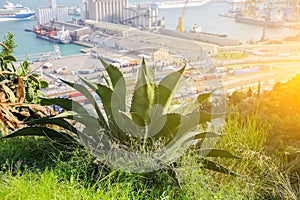 Beautiful view on the Barcelona port. Green hills of the Montjuic mountain. Industrial ships on background. Huge aloe and cactus