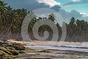 Beautiful view of the beach with palm trees and rocks