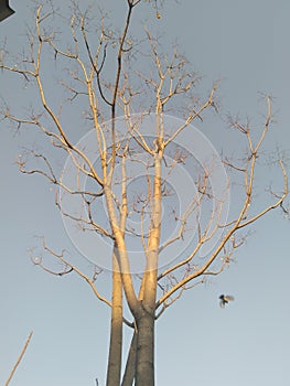 A beautiful tree,flying bird,leaves shedded off photo