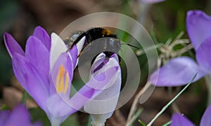 Beautiful view of a bee on purple early crocus in the field on a sunny day on a blurry background
