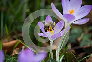 Beautiful view of a bee on purple early crocus in the field on a sunny day on a blurry background