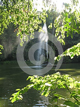 A beautiful view from behind the foliage of the tree on the fountain in the middle of the pond is bubbling upwards with