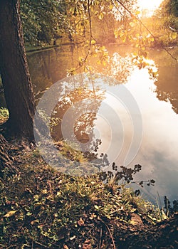 Beautiful view from behind the trees to a pond surface.