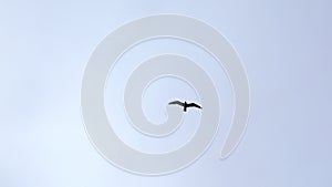 Beautiful view from below of flying seagull in sky. Clip. Flying seagull in cloudy sky. Beautiful flight of free seagull
