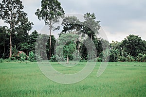 Beautiful view of bench or Long chair under big tree in agriculture asia the rural green rice field.Thailand.
