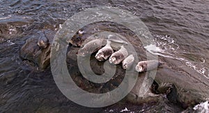 Beautiful view of big fish and gray seal at the sea