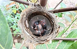 Beautiful View Of Birds Babies,