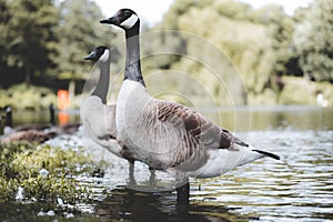 Beautiful view of Black brant in the lake