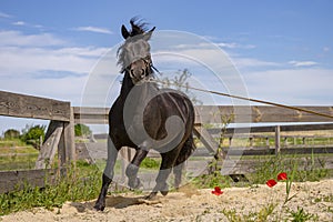 Beautiful view of a black running horse in a wooden fenced area against a blue sky