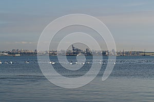 Beautiful view of the black sea and swans searching for food