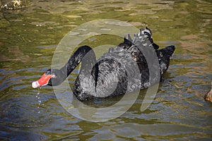 The beautiful view of black swan with drops faling from its beak.