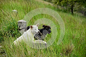 Beautiful view with black and white dog sitting on green grass on outdoor forest background for pet and animal activity concept