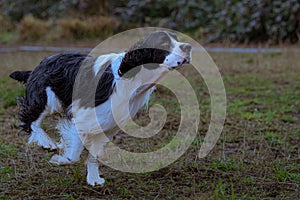 Beautiful view of a black and white Springer Spaniel running across a field