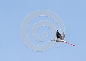 Beautiful view of black-winged stilt flying with wings in a V shape on a blue background
