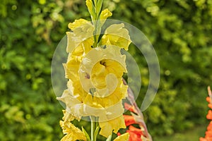 Beautiful view of blossom yellow gladiolus with rain drops