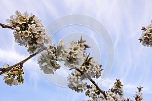 Beautiful view of a blossoming cherry tree against a background of blue sky with white clouds on a spring sunny day.