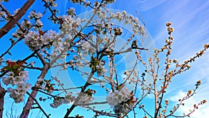 Beautiful view of blossoming cherry tree against background of blue sky with white clouds on spring sunny day.