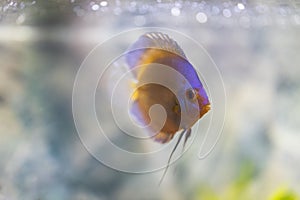 Beautiful view of blue diamond discus fish swimming in aquarium. Tropical fishes. Hobby concept.