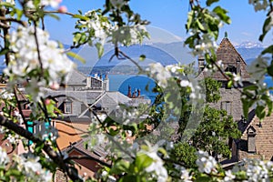 Beautiful view at blue Geneva lake or Lac Leman and French Alps mountains through blooming tree from Nyon photo
