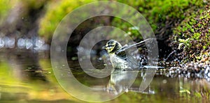 Beautiful view of a blue tit bathing in the forest