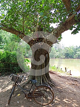 A beautiful view of the bot tree with a cycle