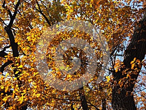 Beautiful view from the bottom up on the crowns of oak trees in the Golden autumn