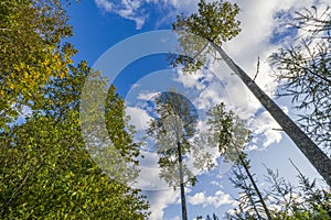 Beautiful view from bottom up to forest autumn trees on background of blue sky with white clouds.